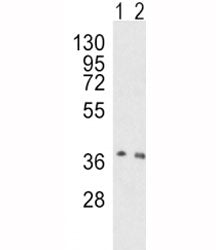 OGG1 Antibody