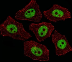 XRCC1 Antibody
