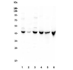 Cystathionase Antibody