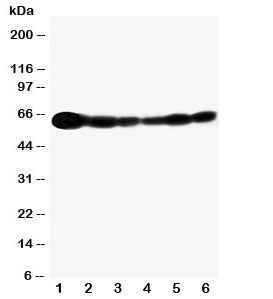 SHC Antibody