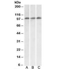 VPS16 Antibody