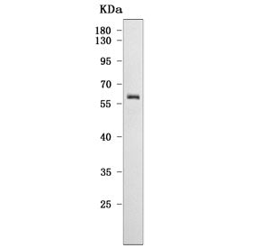 CYP27B1 Antibody
