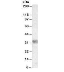 MYD88 Antibody