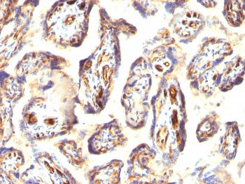Podocalyxin Antibody / PODXL