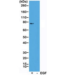 RSK1 Antibody (pThr359/pSer363)