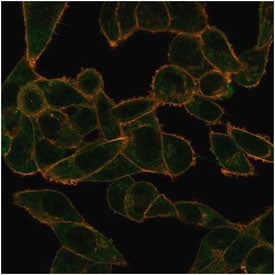 Immunofluorescent staining of PFA-fixed human HeLa cells using PHF10 antibody (green, clone PCRP-PHF