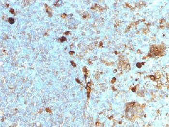 IHC testing of FFPE human tonsil with Alpha 1 Antitrypsin antibody (clone AAT/1378). Required HIER: 