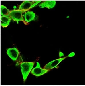 Immunofluorescent staining of PFA-fixed U-87 MG cells using IGFBP3 antibody (green, clone IGFBP3/342