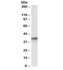 HNRNPA2B1 Antibody