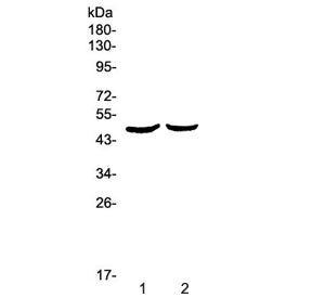 Urokinase Antibody / uPA / PLAU