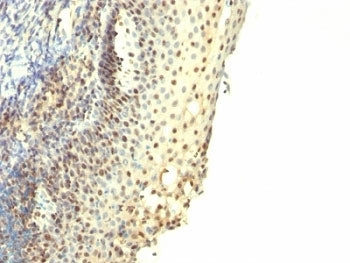 IPO-38 Antibody
