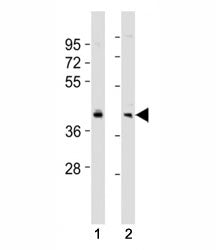 Western blot testing of BMI1 antibody at 1:2000 dilution. Lane 1: SW480 lysate; 2: HeLa lysate; Pred