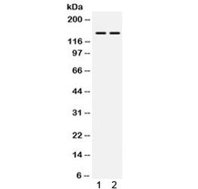 Myosin Phosphatase Antibody / PPP1R12A