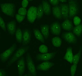 PER1 Antibody