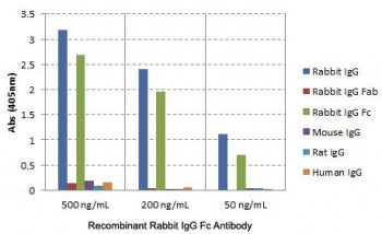 Rabbit IgG Fc Antibody