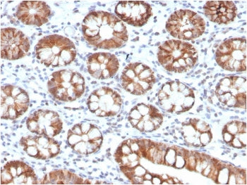 IHC staining of FFPE human small intestine with IL-3 antibody (clone IL3/4005). HIER: boil tissue se