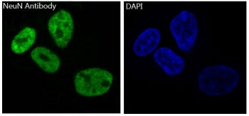 NeuN Antibody / Fox3