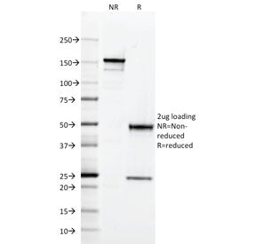 SDS-PAGE analysis of purified, BSA-free CD2 antibody (clone RPA-2.10) as confirmation of integrity a