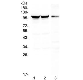 DNM1 Antibody / Dynamin 1