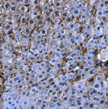 IHC staining of FFPE mouse liver tissue with Angiotensinogen antibody. HIER: boil tissue sections in
