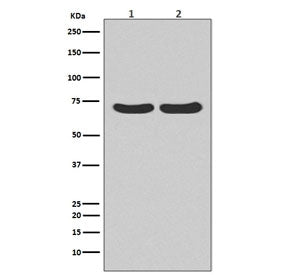 HSC70 Antibody / HSPA8