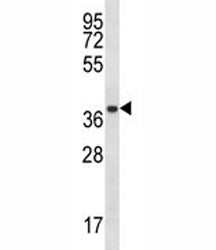 PSMA1 Antibody