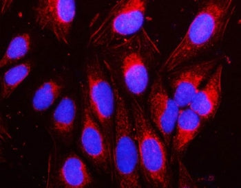 Immunofluorescent staining of FFPE human U-2 OS cells with NAP1L1 antibody (red) and DAPI nuclear st
