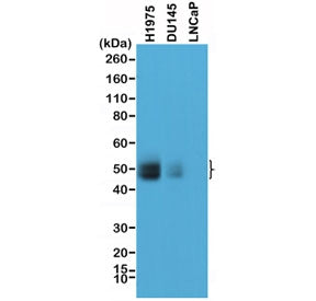 PD-L1 Antibody / B7-H1 / CD274