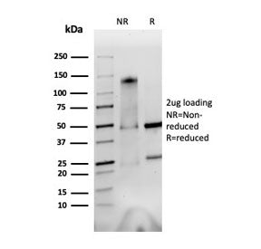 SDS-PAGE analysis of purified, BSA-free Integrin alpha V + beta 6 antibody (clone AvB6 53a.2) as con