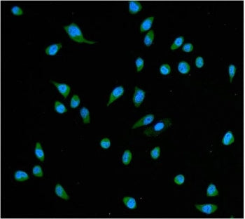 Immunofluorescent staining of FFPE human HeLa cells with HSC70 antibody (green) and DAPI nuclear sta