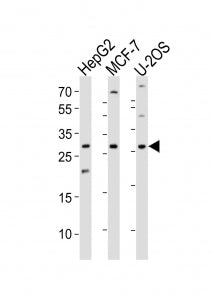 ID1 Antibody