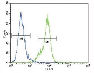 Dnmt1 Antibody