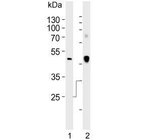 Western blot testing of human 1) A549 and 2) plasma lysate with Clusterin antibody.