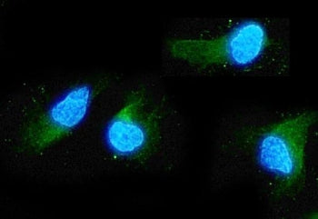 Immunofluorescent staining of FFPE human A549 cells with ADO antibody (green) at 2ug/ml and DAPI nuc