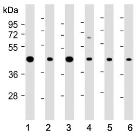ASS1 Antibody