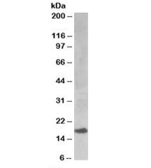 Western blot testing of human kidney lysate with UBE2I antibody at 0.1ug/ml. Predicted/observed mole