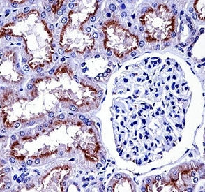 NOX4 Antibody