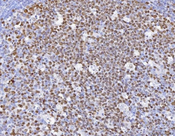 MCM6 Antibody