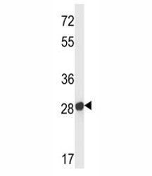Olfr545 antibody western blot analysis in mouse liver tissue lysate.