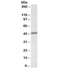 Western blot testing of human lung lysate with TFB2M antibody at 0.1ug/ml. Predicted/observed molecu