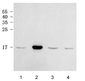 Western blot testing of human 1) HeLa, 2) MCF7, 3) ThP-1 and 4) HL60 cell lysate with RPL38 antibody