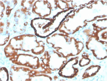 Cadherin 16 Antibody