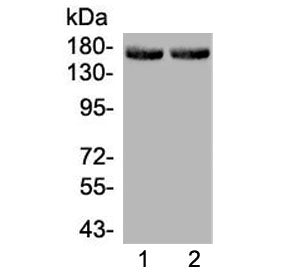 MED14 Antibody