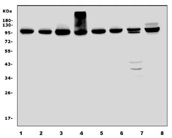EEF2 Antibody / Elongation factor 2