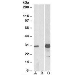 KCTD11 Antibody