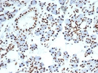 IHC staining of FFPE human salivary gland with Nucleolin antibody (clone NCL/7014R). HIER: boil tiss