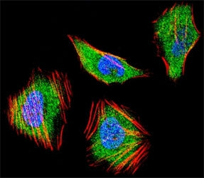 SMAD4 Antibody