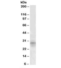 IGFBP7 Antibody