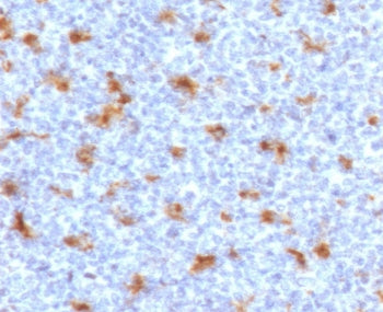 CD68 Antibody