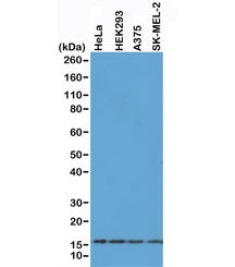 Histone H2AX Antibody